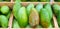 Many fresh mango on shelf for sale at fruit market or supermarket