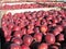 Many fresh picked red delicious apples in bins during fall harvest