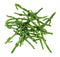 Many fresh twigs of Salicornia glasswort cutout