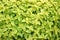 Many fresh vivid green leaves of Origanum vulgare, commonly known as Oregano, wild or sweet marjoram.