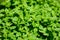 Many fresh vivid green leaves of Origanum vulgare, commonly known as Oregano, wild or sweet marjoram, in a herbs garden in a sunny