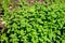 Many fresh vivid green leaves of Origanum vulgare, commonly known as Oregano, wild or sweet marjoram, in a herbs garden in a sunny