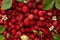 Many fresh wild strawberries, flowers and leaves as background, top view