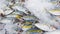 Many fresh yellow tail Mackerel fish on ice with right copy space for sale with copy space at seafood market or supermarket.