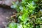 Many-fruited thyme-moss, Plagiomnium affine