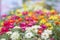The many full color flowers focus and blur background