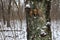 Many fungi on the tree in the winter forest