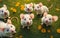 Many funny mice the clearing little fluffy looks meadow grass