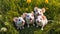 Many funny mice the clearing rodent fluffy looks meadow grass beautiful nature