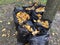 Many garbage bags of raked autumn yellow maple leaves on ground