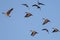 Many geese flying with a blue sky