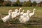 Many geese on a meadow