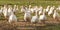 Many geese on a meadow looking and running forwards