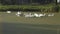 Many geese swim in the small pond with algae bloom. Stock footage. Beautiful natural background with white geese swim in