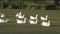 Many geese swim in the small pond with algae bloom. Stock footage. Beautiful natural background with white geese swim in