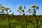 Many giant Hogweed. concept of environmental degradation