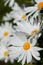 Many giant marguerite flowers in the garden