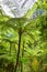 Many gigantic fern trees, vines and shrubs located in Indonesia tropical rain forest. can be used as background and wallpaper. web