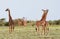 Many giraffes grazing in the African bush, Serengeti Reserve, Ta