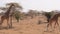 Many Giraffes In The Samburu Reserve In The Dry Season Near Trees And Bushes