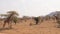 Many Giraffes In The Samburu Reserve Hide Near Trees And Bushes In Dry Season