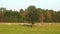 Many goat in autumn field, Lithuania