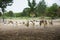 Many goat on a ground field ,selective focus,filtered image