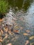 Many golden carps swimming in water outdoors