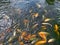 Many golden carps swimming in water outdoors