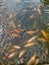 Many golden carps swimming in water outdoors