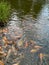 Many golden carps swimming in water outdoors