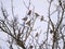Many Goldfinches (Carduelis carduelis) sitting on a tree