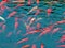 Many goldfish in a lake