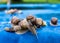 Many grape snails on a piece of blue awning in the garden
