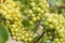 Many grapes of the Silvaner vine