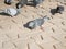 Many gray and blue pigeons on the pavement