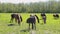 Many gray and brown horses slowly graze freely on the field along the forest on a summer sunny day