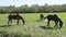 Many gray and brown horses slowly graze freely on the field along the forest on a summer sunny day