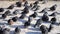 Many gray pigeons sit on the floor and bask in the sun