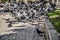 Many gray-white-brown pigeons fly over the sidewalk against the background of a city road with cars in Kharkiv, Ukraine. A flock