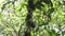 many green cacao fruits on a tree trunk and branches in the Peruvian jungle