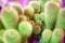 Many green cactus on bright violet background, cacti blurred background close up top view macro