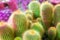 Many green cactus on bright violet background, cacti blurred background close up top view macro