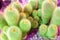 Many green cactus on bright violet background, cacti blurred background close up top view macro