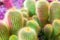 Many green cactus on bright violet background, cacti blurred background close up top view macro