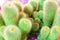 Many green cactus on bright violet background, cacti blurred background close up top view macro