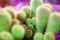 Many green cactus on bright violet background, cacti blurred background close up top view macro