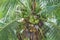 Many green coconut groups hanging on palm tree background in garden