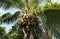 Many green coconuts on a coconut tree