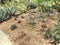 Many green different wild cactus